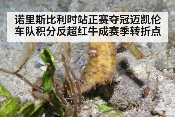 诺里斯比利时站正赛夺冠迈凯伦车队积分反超红牛成赛季转折点